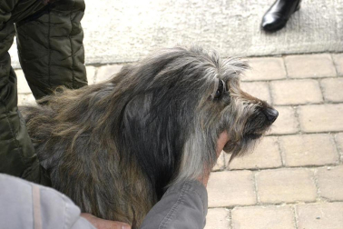 Este domingo se celebró en la terraza exterior del Centro Comercial Itaroa el I Concurso Canino de Navarra, con la participación de 29 perros de diferentes razas.