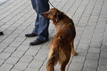 Este domingo se celebró en la terraza exterior del Centro Comercial Itaroa el I Concurso Canino de Navarra, con la participación de 29 perros de diferentes razas.