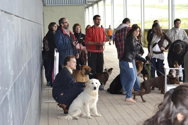 Este domingo se celebró en la terraza exterior del Centro Comercial Itaroa el I Concurso Canino de Navarra, con la participación de 29 perros de diferentes razas.