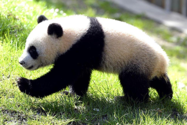 Xing Bao, la cuarta cría de oso panda gigante nacida en el Zoo Aquarium de Madrid, junto a su madre Hua Zui Ba durante su primera salida a la pradera, su nueva zona de juego.