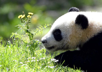 Xing Bao, la cuarta cría de oso panda gigante nacida en el Zoo Aquarium de Madrid, junto a su madre Hua Zui Ba durante su primera salida a la pradera, su nueva zona de juego.