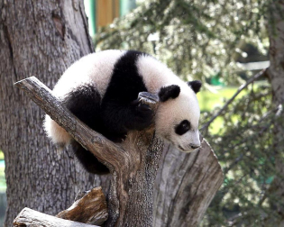 Xing Bao, la cuarta cría de oso panda gigante nacida en el Zoo Aquarium de Madrid, junto a su madre Hua Zui Ba durante su primera salida a la pradera, su nueva zona de juego.
