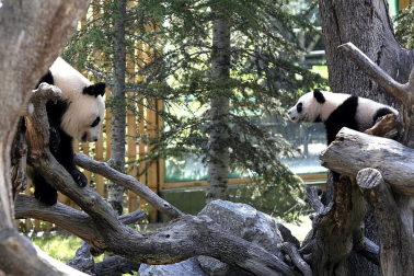 Xing Bao, la cuarta cría de oso panda gigante nacida en el Zoo Aquarium de Madrid, junto a su madre Hua Zui Ba durante su primera salida a la pradera, su nueva zona de juego.