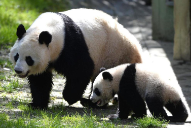 Xing Bao, la cuarta cría de oso panda gigante nacida en el Zoo Aquarium de Madrid, junto a su madre Hua Zui Ba durante su primera salida a la pradera, su nueva zona de juego.