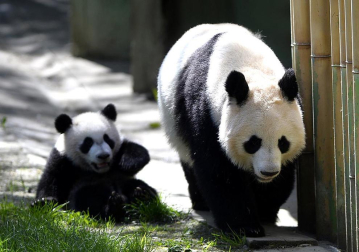 Xing Bao, la cuarta cría de oso panda gigante nacida en el Zoo Aquarium de Madrid, junto a su madre Hua Zui Ba durante su primera salida a la pradera, su nueva zona de juego.