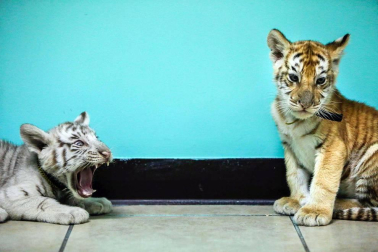 La cría de un trigre blanco de Bengala, junto a su hermana, protagonizan la presentación de un circo en Nicaragua.