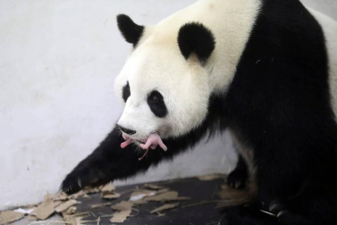 El oso panda Hao Hao con su cría en el zoo Pairi Daiza.