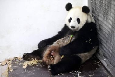 El oso panda Hao Hao con su cría en el zoo Pairi Daiza.