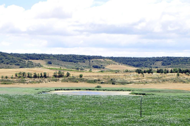 Declaran la laguna del Juncal de Tafalla zona especial de conservación