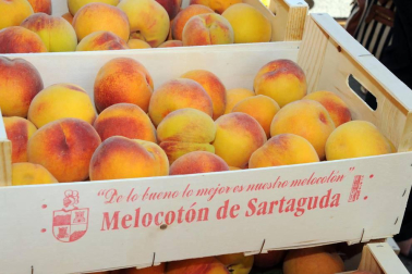 El lunes 15 de agosto, Sartaguda celebró una nueva edición de su Feria del Melocotón, cuyo pregón inicial corrió a cargo de Juanma Intxaurrandieta, gerente de INTIA. Tras la apertura oficial, los visitantes pudieron disfrutar de la exposición y venta de esta fruta, con degustación de vino con melocotón, feria de artesanía, hinchables, concurso de postres, sorteo de productos y tren turístico. Tras la comida popular, la jornada se cerró con un festival de pelota a cargo de Asegarce.