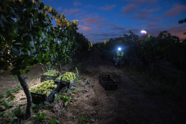 Una vendimia bajo la luz de la luna