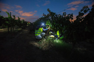 Una vendimia bajo la luz de la luna