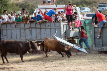 Dos heridos con traumatismo en la traída de las vacas de Cintruénigo