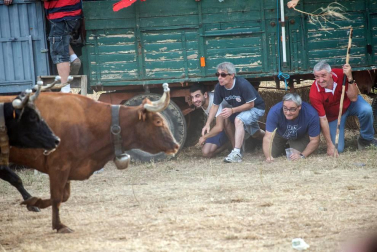 Dos heridos con traumatismo en la traída de las vacas de Cintruénigo