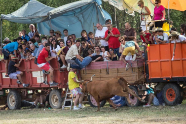 Dos heridos con traumatismo en la traída de las vacas de Cintruénigo