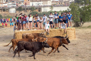 Dos heridos con traumatismo en la traída de las vacas de Cintruénigo