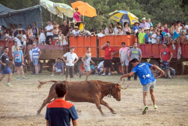 Dos heridos con traumatismo en la traída de las vacas de Cintruénigo