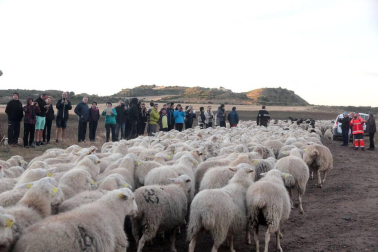 Imágenes de la entradas de las ovejas a las Bardenas Reales en un homenaje a trashumancia.