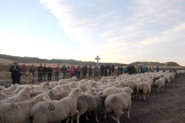 Imágenes de la entradas de las ovejas a las Bardenas Reales en un homenaje a trashumancia.