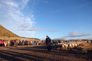Imágenes de la entradas de las ovejas a las Bardenas Reales en un homenaje a trashumancia.