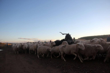 Imágenes de la entradas de las ovejas a las Bardenas Reales en un homenaje a trashumancia.