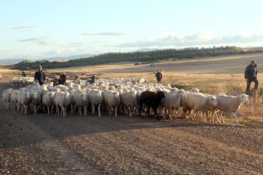 Imágenes de la entradas de las ovejas a las Bardenas Reales en un homenaje a trashumancia.