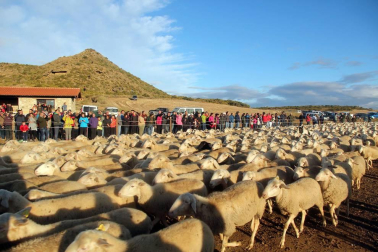 Imágenes de la entradas de las ovejas a las Bardenas Reales en un homenaje a trashumancia.