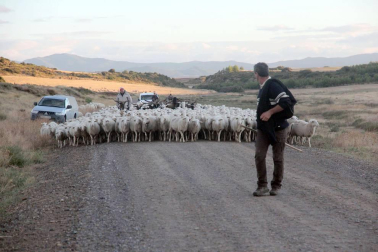 Imágenes de la entradas de las ovejas a las Bardenas Reales en un homenaje a trashumancia.