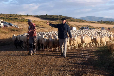 Imágenes de la entradas de las ovejas a las Bardenas Reales en un homenaje a trashumancia.