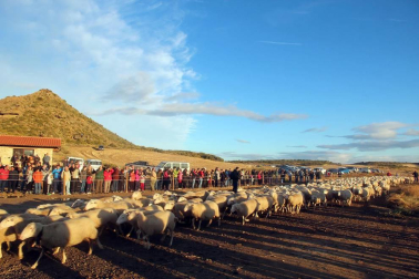 Imágenes de la entradas de las ovejas a las Bardenas Reales en un homenaje a trashumancia.
