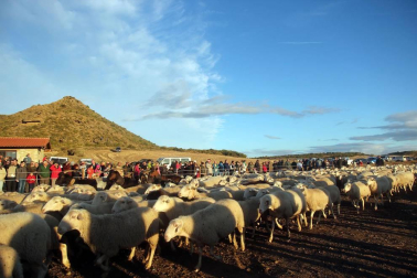 Imágenes de la entradas de las ovejas a las Bardenas Reales en un homenaje a trashumancia.