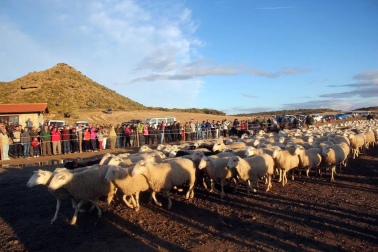 Imágenes de la entradas de las ovejas a las Bardenas Reales en un homenaje a trashumancia.