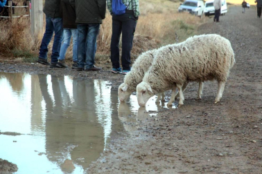 Imágenes de la entradas de las ovejas a las Bardenas Reales en un homenaje a trashumancia.
