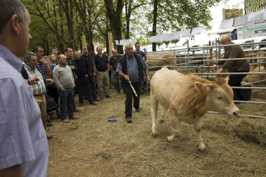 Imágenes de la feria de ganado pirenaico en Elizondo