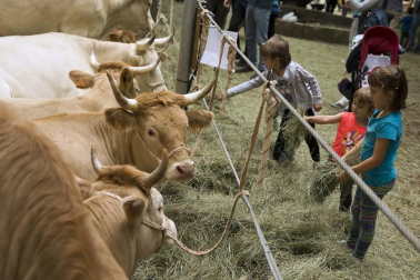 Imágenes de la feria de ganado pirenaico en Elizondo