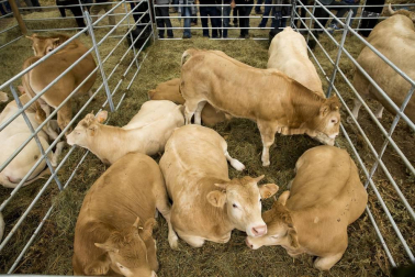 Imágenes de la feria de ganado pirenaico en Elizondo