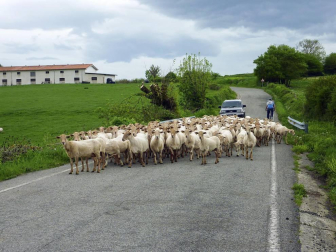 Recorrido por la Cañada de 'Los Toros' propuesto por 'Conocer Navarra'.