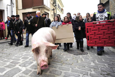 Ayer se celebró en Artajona la 199 Rifa del Cuto en honor a San Antón, una fiesta centenaria que repartió 10 cerdos.