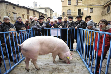 Ayer se celebró en Artajona la 199 Rifa del Cuto en honor a San Antón, una fiesta centenaria que repartió 10 cerdos.