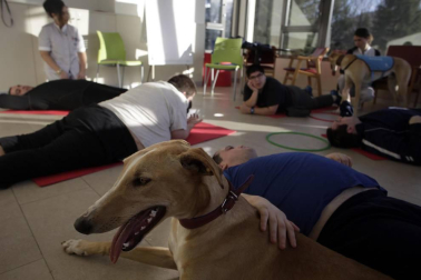 Dos galgos están cambiando, a mejor, el ritmo de vida del centro hospitalario benito menni de elizondo.