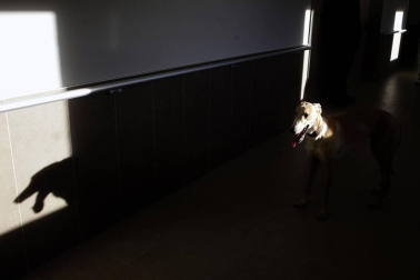 Dos galgos están cambiando, a mejor, el ritmo de vida del centro hospitalario benito menni de elizondo.