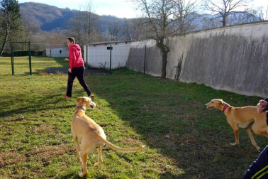 Dos galgos están cambiando, a mejor, el ritmo de vida del centro hospitalario benito menni de elizondo.