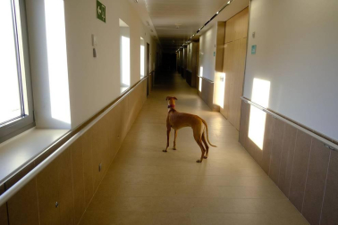 Dos galgos están cambiando, a mejor, el ritmo de vida del centro hospitalario benito menni de elizondo.