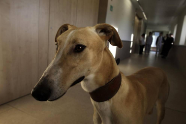 Dos galgos están cambiando, a mejor, el ritmo de vida del centro hospitalario benito menni de elizondo.