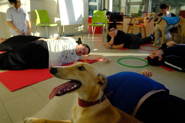 Dos galgos están cambiando, a mejor, el ritmo de vida del centro hospitalario benito menni de elizondo.
