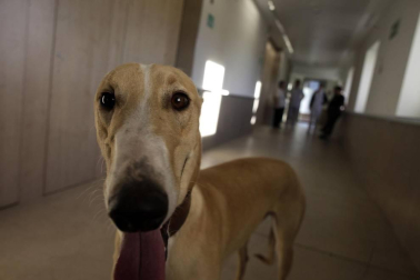 Dos galgos están cambiando, a mejor, el ritmo de vida del centro hospitalario benito menni de elizondo.