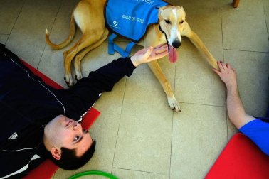 Dos galgos están cambiando, a mejor, el ritmo de vida del centro hospitalario benito menni de elizondo.