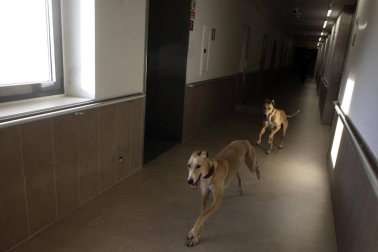Dos galgos están cambiando, a mejor, el ritmo de vida del centro hospitalario benito menni de elizondo.