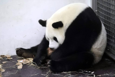 El oso panda Hao Hao con su cría en el zoo Pairi Daiza.