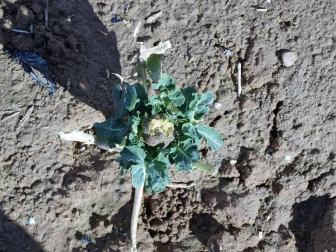 Jabalíes y conejos han aumentado los pagos por caños en cultivos en la Ribera de Navarra.